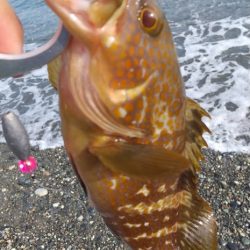 フラット、キジハタ狙いで大型確保