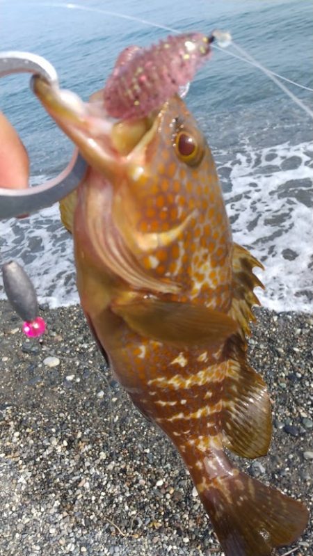 フラット、キジハタ狙いで大型確保