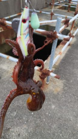 タコ２匹しか釣れない