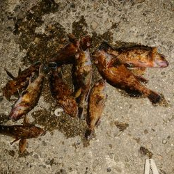 ライトフィッシング