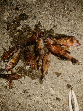 ライトフィッシング