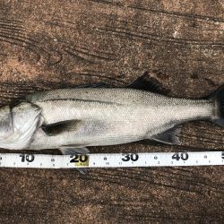 雨後のゴミに苦戦