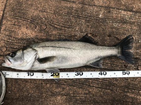 雨後のゴミに苦戦