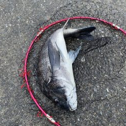 いいサイズのクロダイあがりましたー