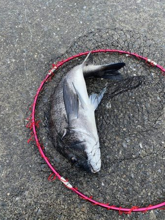 いいサイズのクロダイあがりましたー