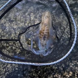 夏のアオリイカ！