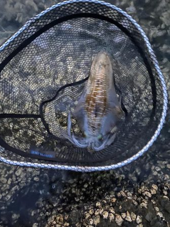 夏のアオリイカ！