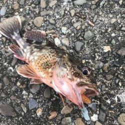 ライトワインドでマハタ&ガシラ