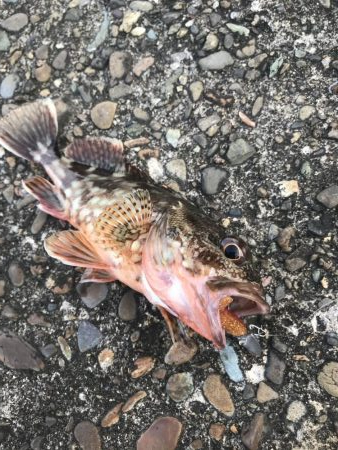 ライトワインドでマハタ&ガシラ