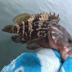 今日はキジハタ！