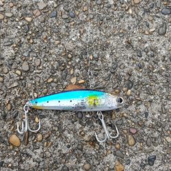 ニゴイでした　残念