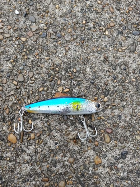 ニゴイでした　残念