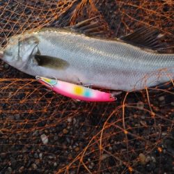 シーバス　スレでした