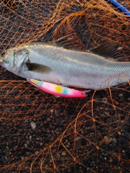 シーバス　スレでした