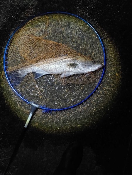 シーバスなんとか一匹　ただ60cm有りまし…