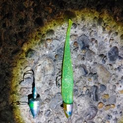 久しぶりのヒラメです