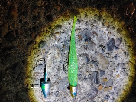 久しぶりのヒラメです