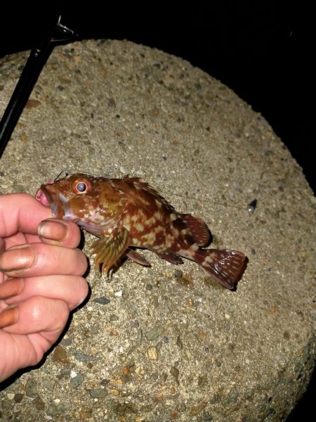 やっぱテキサス面白い。