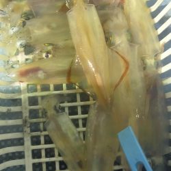 シロイカ好調続く