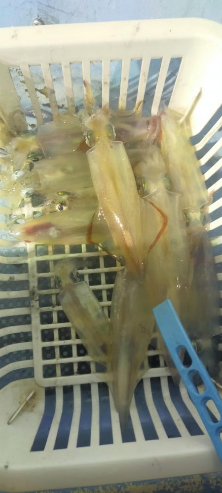 シロイカ好調続く