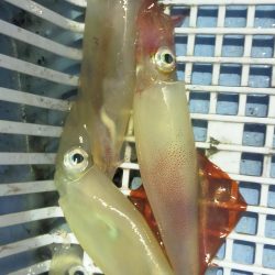 シロイカ好調続く