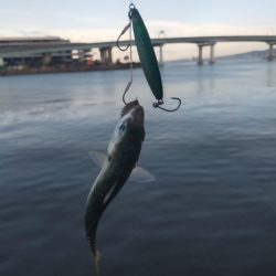 ダイソーミノーで