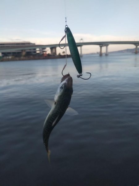 ダイソーミノーで