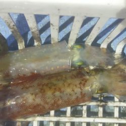 シロイカ好調続く