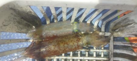 シロイカ好調続く