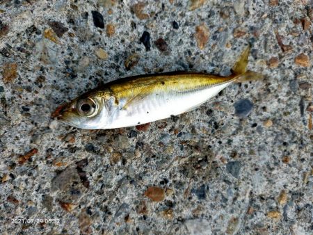 豆アジとメジナ、根魚が釣れた