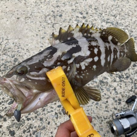 A.P.Pフィッシングガイドサービス　ロッ…