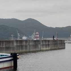 豆さば群れてます