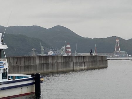 豆さば群れてます