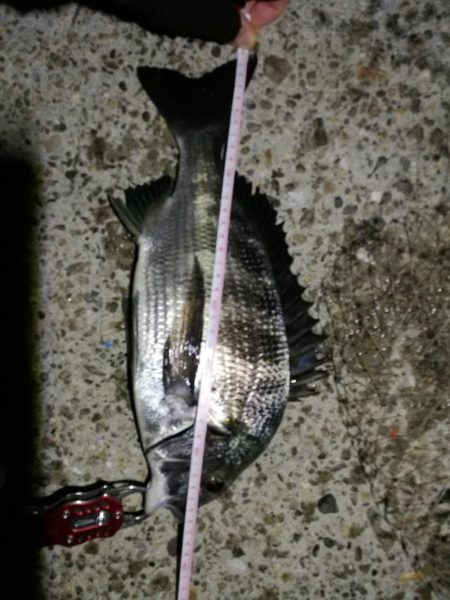 2021/06/30 南港ヘチ釣り