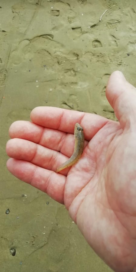 ハゼングからの