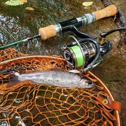 テレスコデビュー