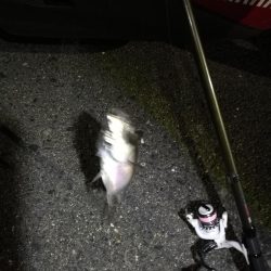 2021/07/05 南港アジング