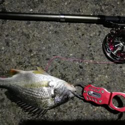 2021/07/08 南港ヘチ釣り