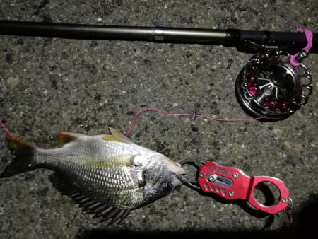 2021/07/08 南港ヘチ釣り