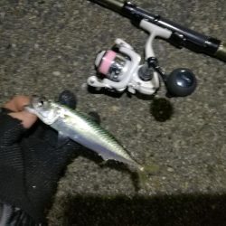 2021/07/09 南港アジング(サバングｗ)