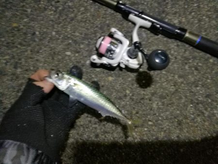 2021/07/09 南港アジング(サバングｗ)