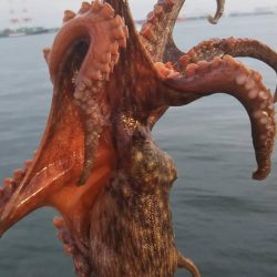 シーバス1 タコ4