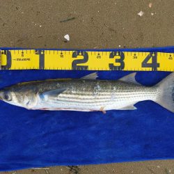 落とし込みでマダカ