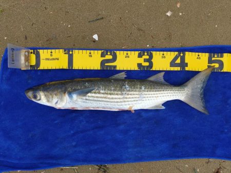 落とし込みでマダカ