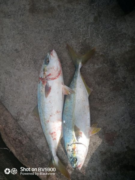 久しぶりの地磯釣行