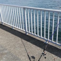 ルアーでメジロ