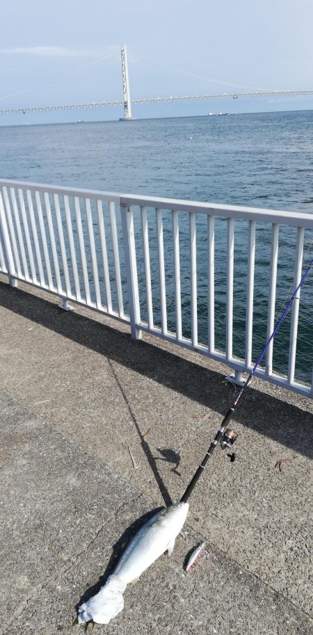 ルアーでメジロ