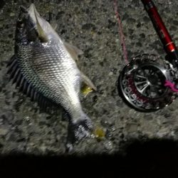 2021/07/16 南港ヘチ釣り