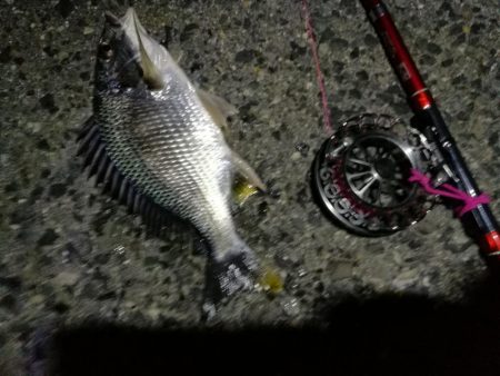 2021/07/16 南港ヘチ釣り