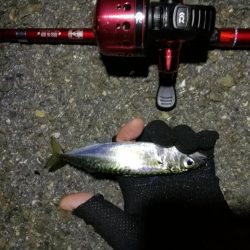 2021/07/17 南港アジング